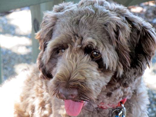 charlie the cavoodle cavoodle