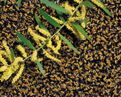 wattle seeds